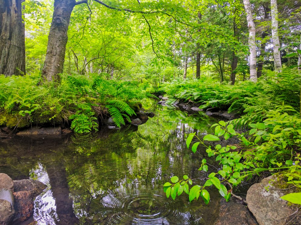 Wild Gardens of Acadia