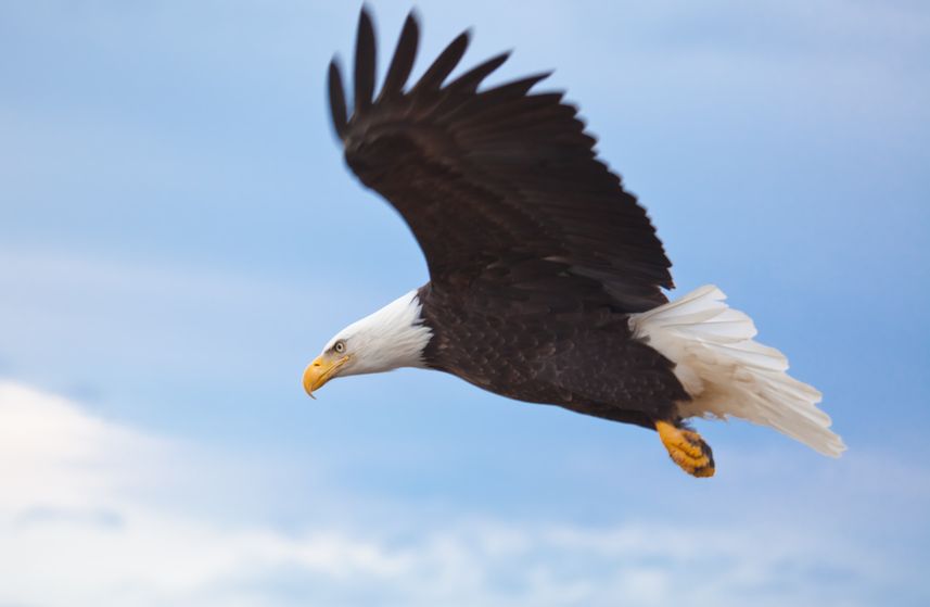 Bald Eagle flying over Maine coastline